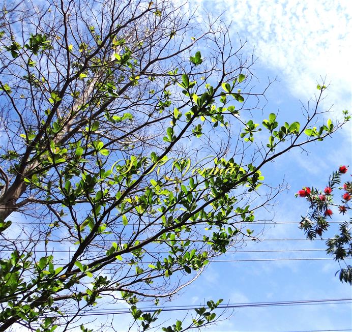 Newly formed leafy branches